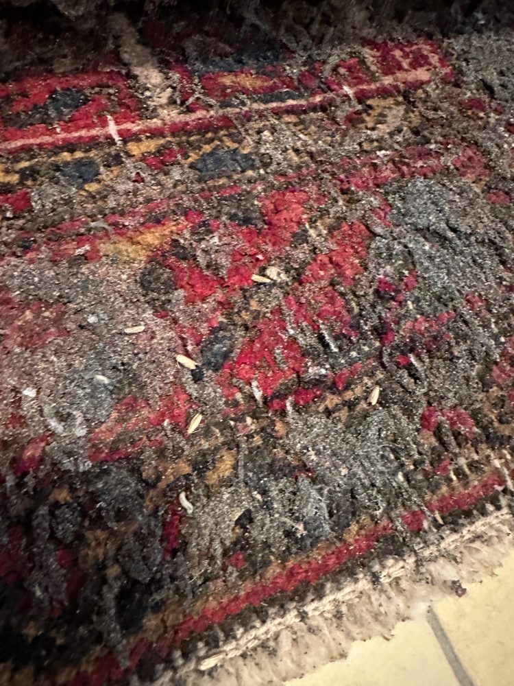 Tip Top Pest Control technician