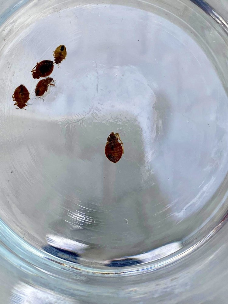 Tip Top Pest Control Dallas photo 2