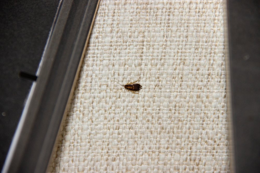 Tip Top Pest Control Dallas photo 5